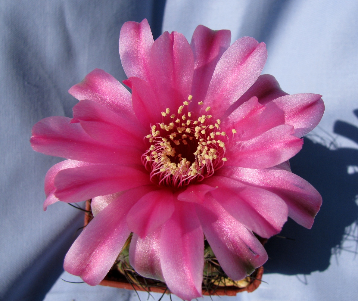 Gymnocalycium baldianum: Gymnocalycium baldianum in flower