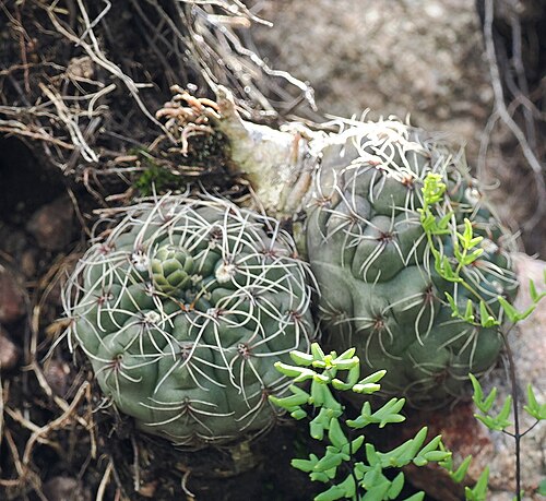 Gymnocalycium baldianum: Gymnocalycium baldianum, Valle Viejo, Catamarca, Argentina, 2026-02-10 (iNaturalist).
