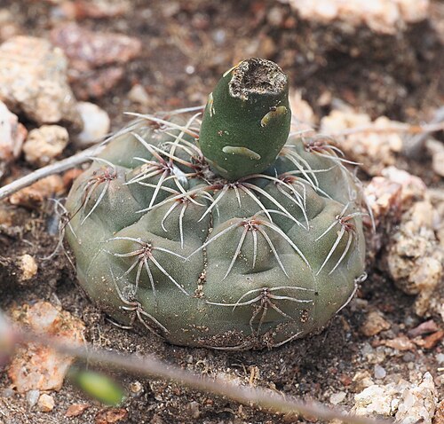 Gymnocalycium baldianum: Gymnocalycium baldianum, Ruta Provincial 2, Valle Viejo, Catamarca, AR, 2026-02-10 (iNaturalist).