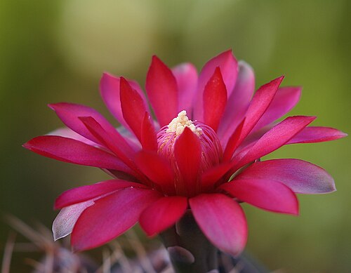 Gymnocalycium baldianum: E-PL2 mit Steinheil-Auto-Cassarit 3,5/100 - 2 Zwischenringe - 5 und 15mm -Exakta Anschluss