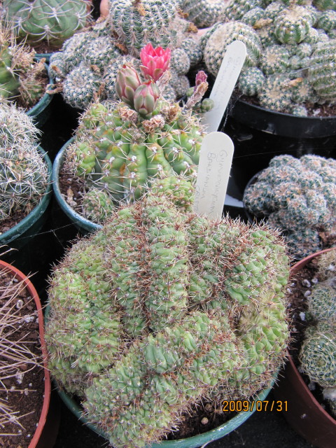 Gymnocalycium baldianum: This is Gymnocalycium baldianum - at the back, with the red flower. In front of it is the cristate form - Gymnocalycium baldianum 'Cristata'. Gymnocalycium is a