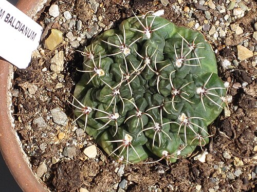 Gymnocalycium baldianum: Gymnocalycium baldianum