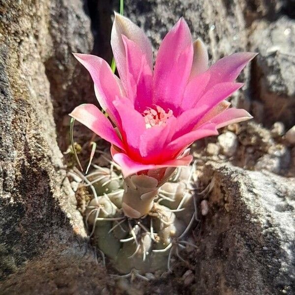 Gymnocalycium baldianum (Gymnocalycium baldianum)