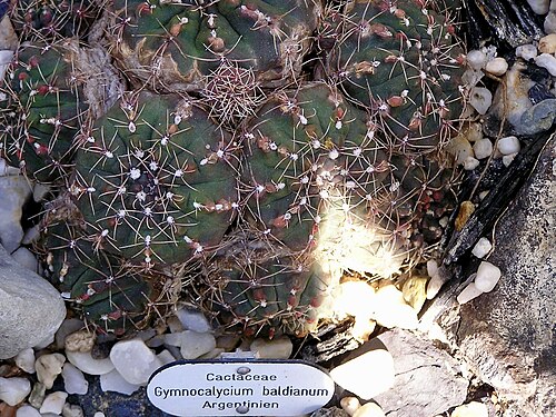 Gymnocalycium baldianum: Gymnocalycium baldianum SPIDER-CACTUS. Berggarten Hannover.