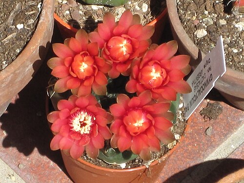 Gymnocalycium baldianum: Gymnocalycium baldianum in flower