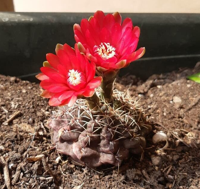 Gymnocalycium baldianum: Gymnocalycium baldianum