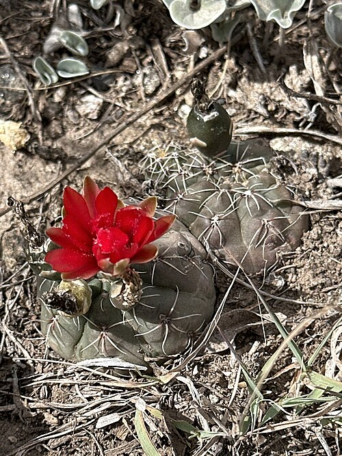 Gymnocalycium baldianum: Gymnocalycium baldianum, RP2, Valle Viejo, Catamarca, AR, 2024-12-11 (iNaturalist).