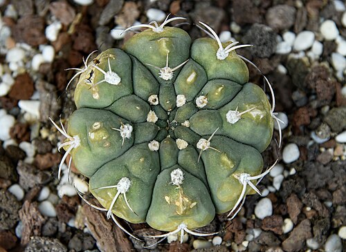 Gymnocalycium bayrianum: Gymnocalycium bayrianum young plant