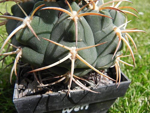 Gymnocalycium bayrianum: Photo of the cactus Gymnocalycium bayrianum GN88 69 H.Till, taken from a plant in cultur, detail of spines.