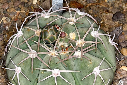 Gymnocalycium bayrianum: Gymnocalycium bayrianum
