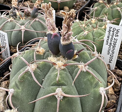 Gymnocalycium bayrianum: Gymnocalycium bayrianum VoS2399 mit Früchten in Kultur
