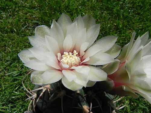 Gymnocalycium bayrianum: Photo of the cactus Gymnocalycium bayrianum H.Till, taken from a plant in cultur, with flowers.