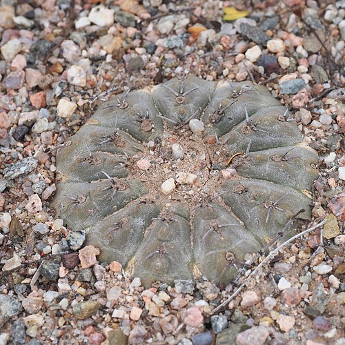 Gymnocalycium bodenbenderianum: Gymnocalycium bodenbenderianum, Capital, La Rioja, Argentina, 2026-02-11 (iNaturalist).