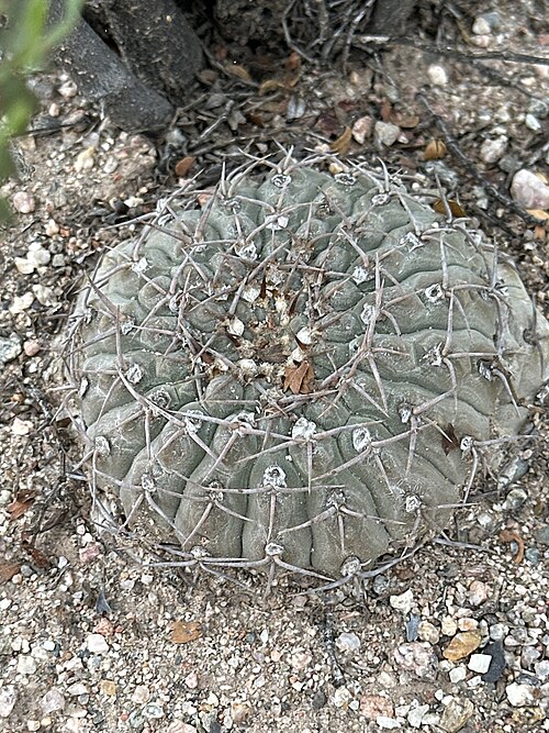Gymnocalycium bodenbenderianum: Gymnocalycium bodenbenderianum, Ruta Provincial 10, Capital, La Rioja, AR, 2026-02-11 (iNaturalist).