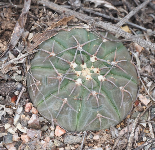 Gymnocalycium bodenbenderianum (Gymnocalycium bodenbenderianum)