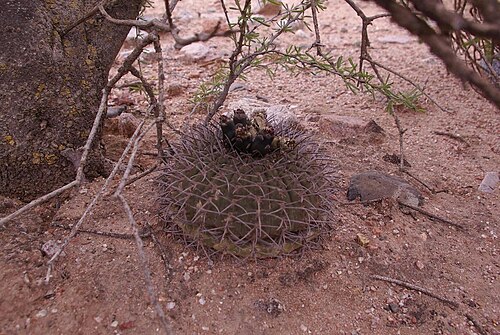 Gymnocalycium bodenbenderianum: Gymnocalycium bodenbenderianum, Gral. Felipe Varela, La Rioja, Argentina, 2006-01-01 (iNaturalist).