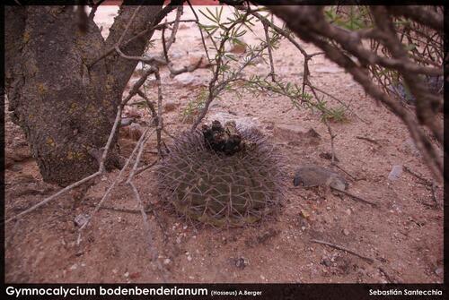 Gymnocalycium bodenbenderianum (Gymnocalycium bodenbenderianum)