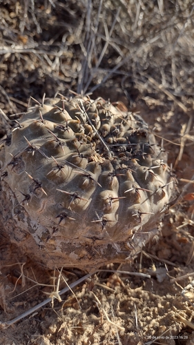 Gymnocalycium bodenbenderianum (Gymnocalycium bodenbenderianum)