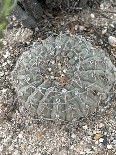 Gymnocalycium bodenbenderianum (Gymnocalycium bodenbenderianum)