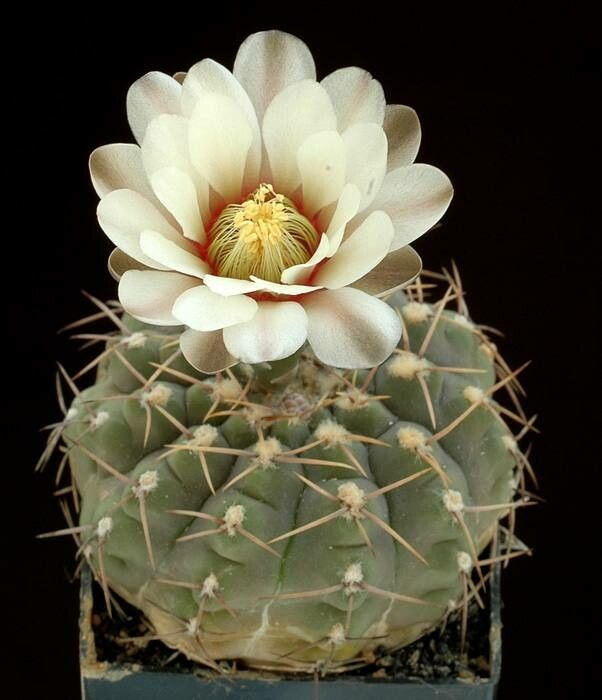 Gymnocalycium bodenbenderianum: Gymnocalycium bodenbenderianum