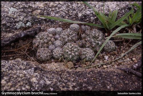 Gymnocalycium bruchii (Gymnocalycium bruchii)