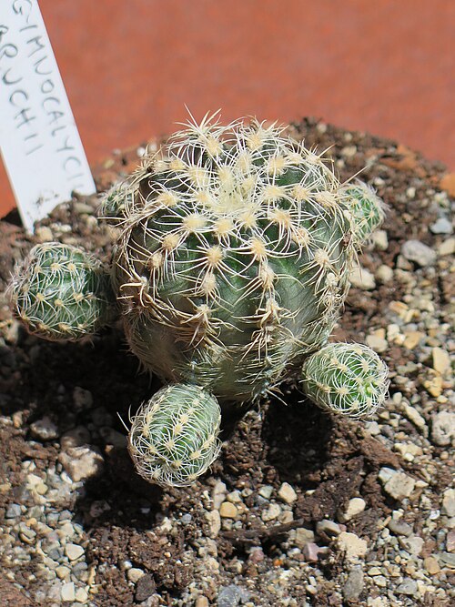 Gymnocalycium bruchii: Gymnocalycium bruchii