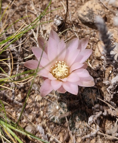 Gymnocalycium bruchii (Gymnocalycium bruchii)