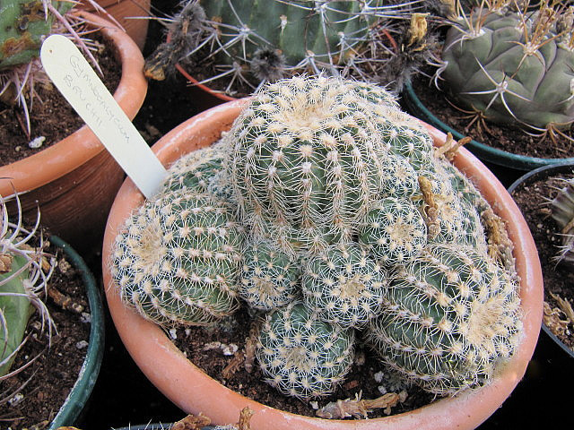 Gymnocalycium bruchii (Gymnocalycium bruchii)
