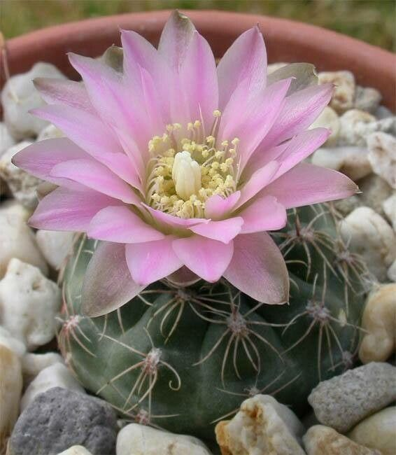 Gymnocalycium bruchii: Gymnocalycium bruchii