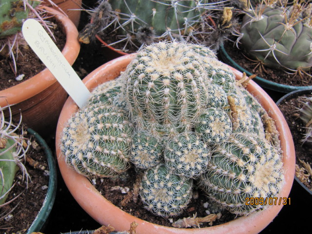 Gymnocalycium bruchii: Synonyms include - Frailea bruchii, Gymnocalycium lafaldense. Native of the Cordoba region of Argentina, found in La Falda mountains, which are part of the mass