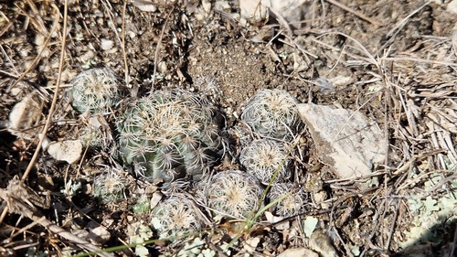 Gymnocalycium bruchii (Gymnocalycium bruchii)