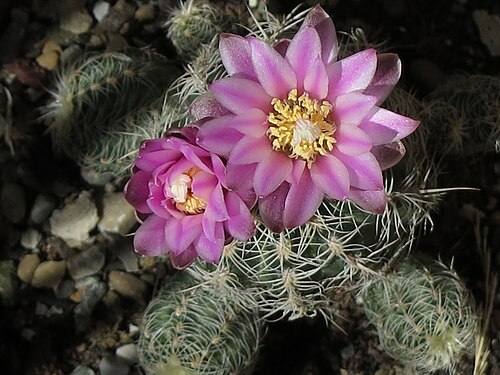 Gymnocalycium bruchii: I fiori del gymnocalycium bruchii