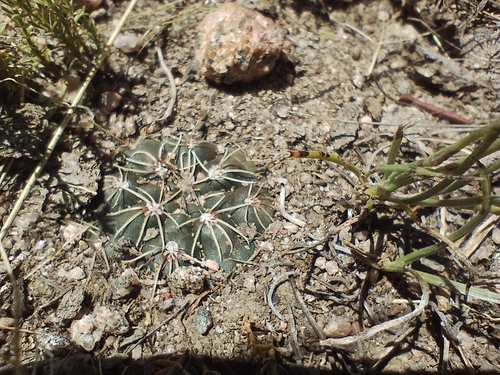 Gymnocalycium bruchii (Gymnocalycium bruchii)