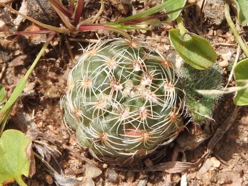 Gymnocalycium bruchii (Gymnocalycium bruchii)