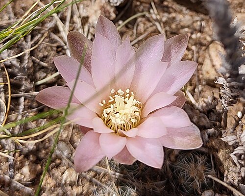 Gymnocalycium bruchii: Gymnocalycium bruchii, Colón, Córdoba, Argentina, 2025-10-10 (iNaturalist).