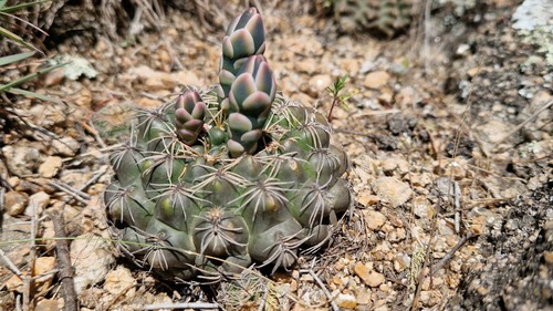 Gymnocalycium calochlorum (Gymnocalycium calochlorum)