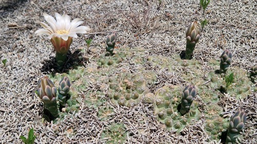 Gymnocalycium calochlorum (Gymnocalycium calochlorum)