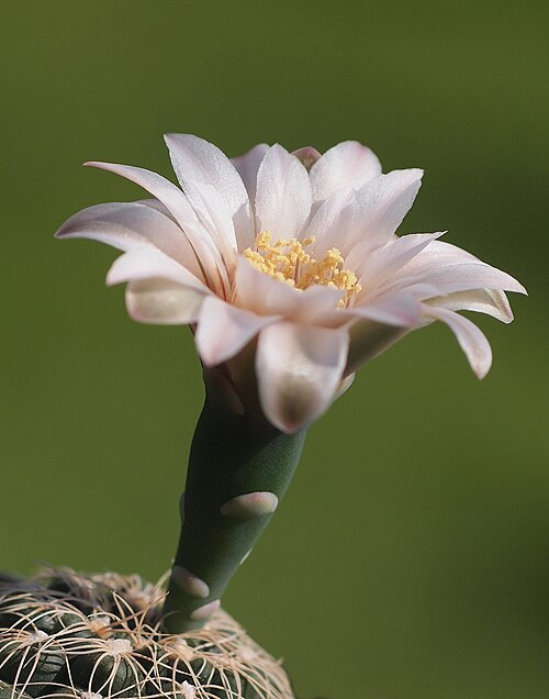 Gymnocalycium calochlorum: mit Pen und Canon FD 4/100