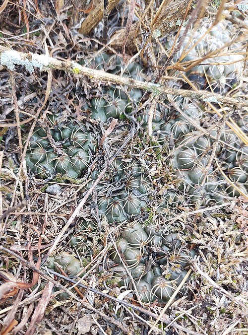 Gymnocalycium calochlorum: Gymnocalycium calochlorum, X5153, Córdoba, Argentina, 2025-07-24 (iNaturalist).