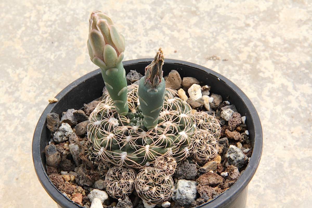 Gymnocalycium calochlorum: Gymnocalycium calochlorum