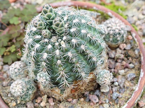Gymnocalycium calochlorum: Gymnocalycium calochlorum identifierad med hjälp av skylt i Göteborgs botaniska trädgård.