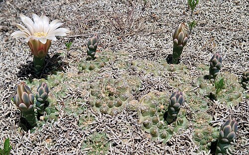 Gymnocalycium calochlorum: Gymnocalycium calochlorum, Villa Carlos Paz, Córdoba Province, Argentina, 2024-11-14 (iNaturalist).
