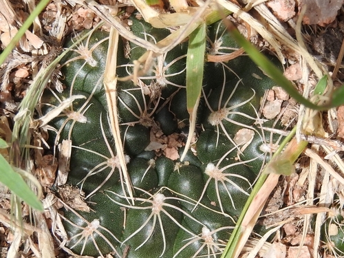 Gymnocalycium calochlorum (Gymnocalycium calochlorum)