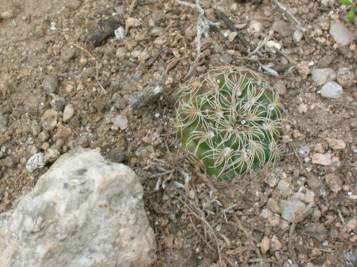 Gymnocalycium calochlorum (Gymnocalycium calochlorum)