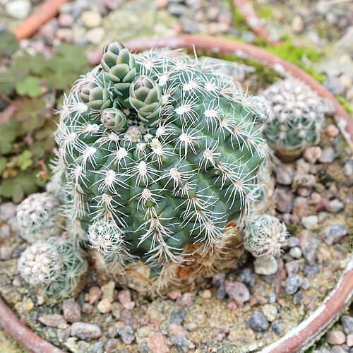 Gymnocalycium calochlorum: Gymnocalycium calochlorum identifierad med hjälp av skylt i Göteborgs botaniska trädgård.