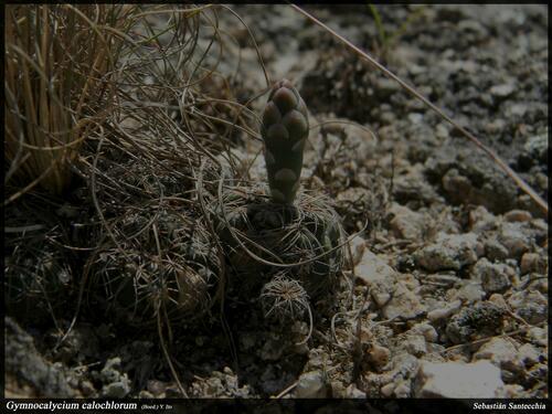 Gymnocalycium calochlorum (Gymnocalycium calochlorum)