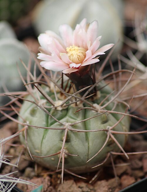 Gymnocalycium castellanosii: Gymnocalycium castellanosii var. bozsingianum en fleurs