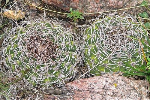 Gymnocalycium castellanosii (Gymnocalycium castellanosii)