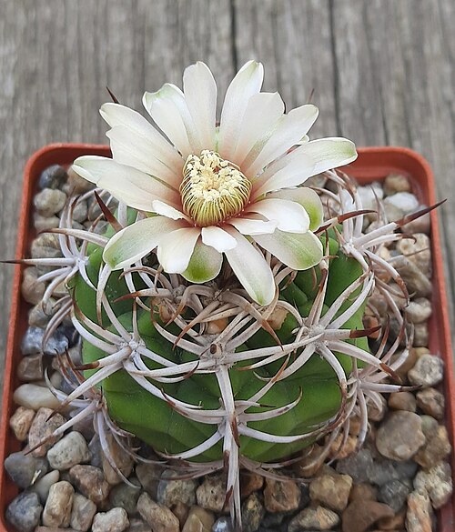 Gymnocalycium castellanosii: West of Las Charas, Cordoba, Argentina