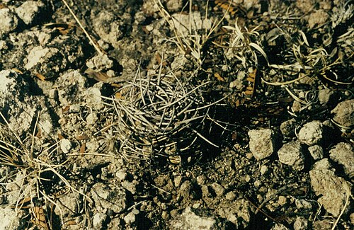 Gymnocalycium castellanosii: Gymnocalycium castellanosii BKS141, Standortfoto